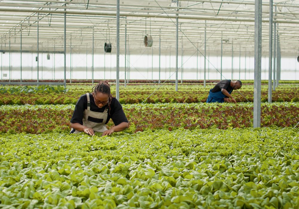 Agricultural worker cultivating organic lettuce checking for pests in hydroponic enviroment